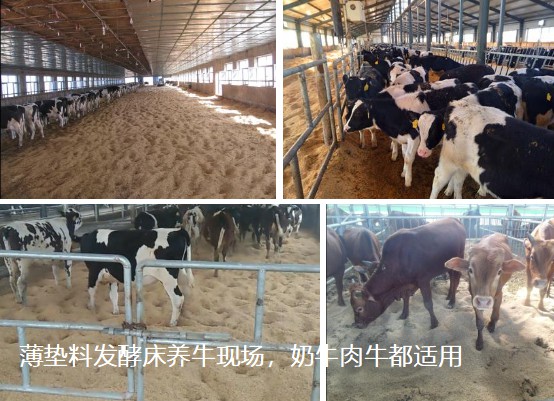 薄墊料發(fā)酵床養(yǎng)牛現(xiàn)場，奶牛肉牛都適用.jpg