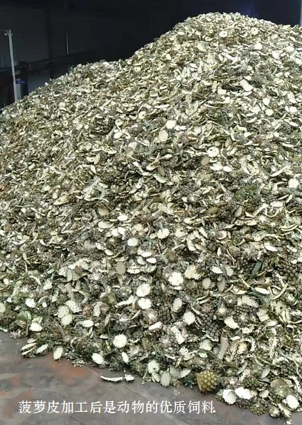 菠蘿皮加工后是動(dòng)物的優(yōu)質(zhì)飼料1.jpg