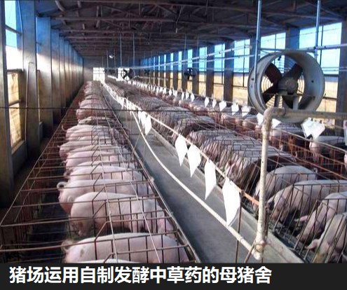 豬場運用自制發(fā)酵中草藥的母豬舍.jpg