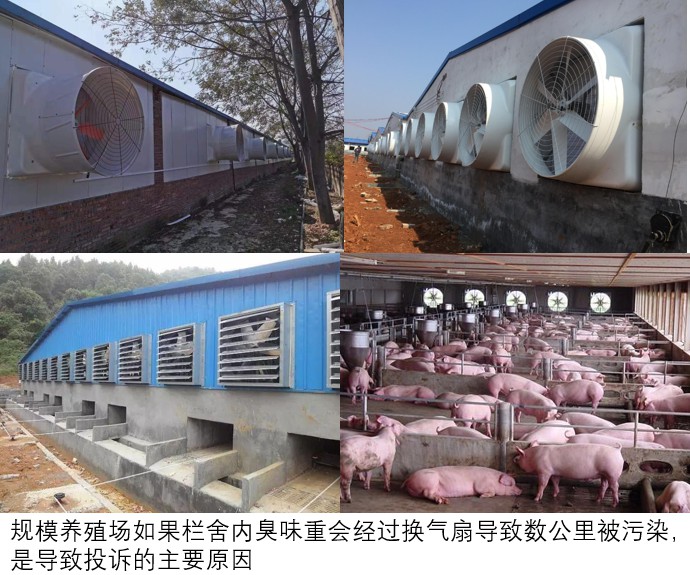 規模養殖場如果欄舍內臭味重會經過換氣扇導致數公里被污染，是導致投訴的主要原因.jpg